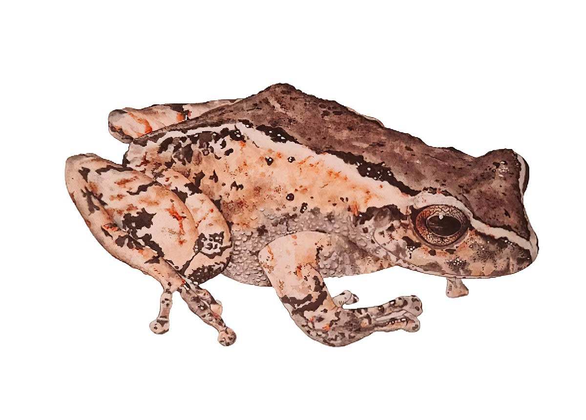 Imagen 2. Pristimantis lojanus, especie descubierta en los alrededores de la ciudad de Loja (Ecuador) por un equipo de la Universidad Técnica Particular de Loja (UTPL) liderado por Paul Székely. Ilustración: Natalí Albán.