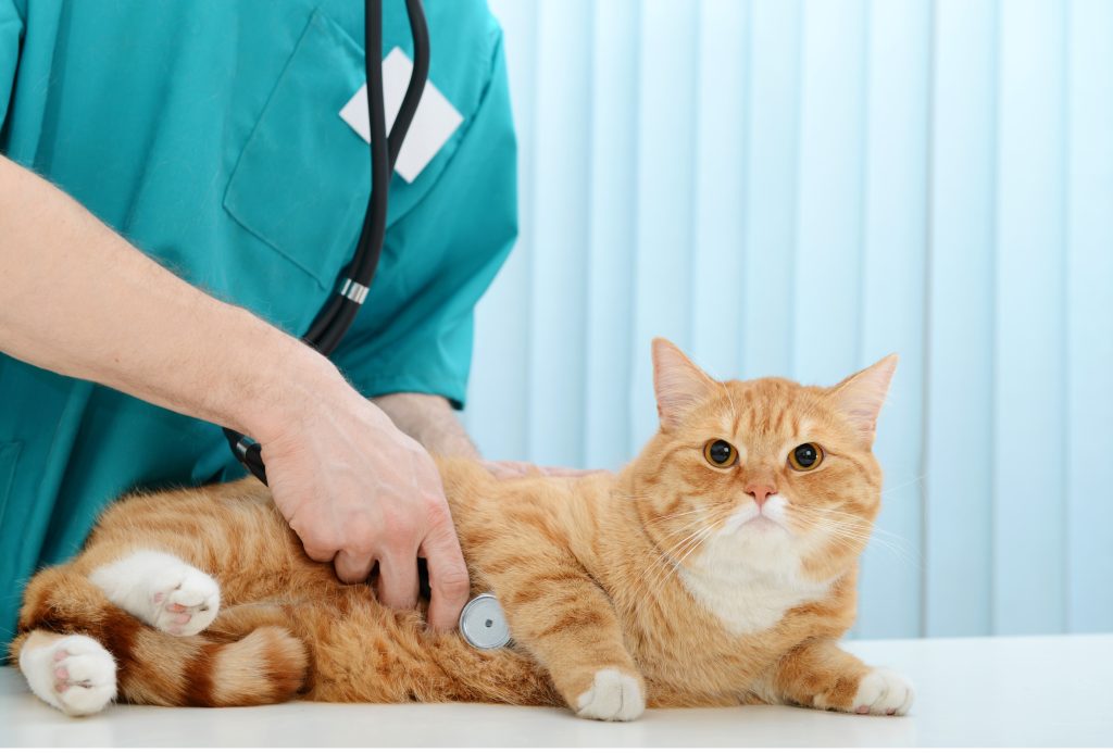 gato y medico