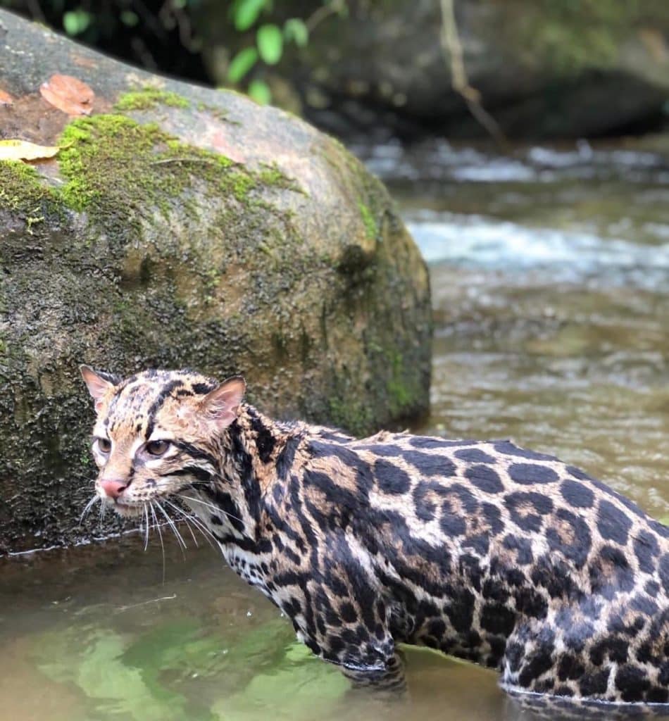 Conservación integral del Chocó Andino: estrategias y compromisos