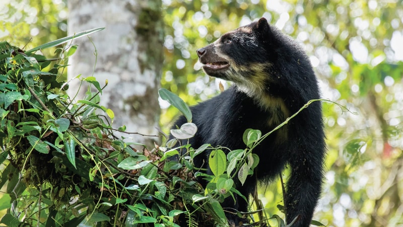 Conservación integral del Chocó Andino: estrategias y compromisos