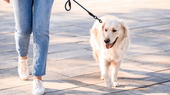 Los perros pueden ayudar a monitorear la salud pública y el bienestar
