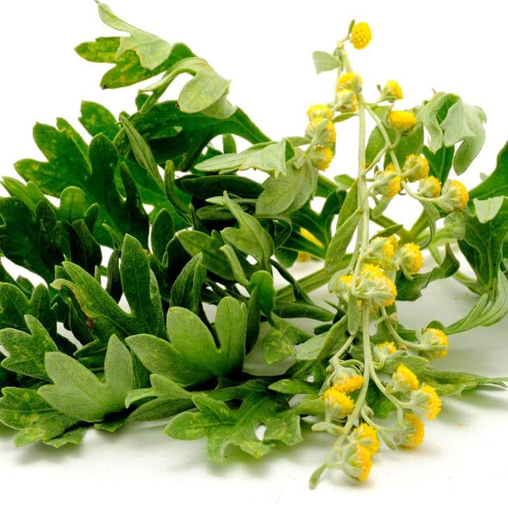 Artemisia annua L., perteneciente al género Artemisia, destaca entre las aproximadamente 400 especies de este género
