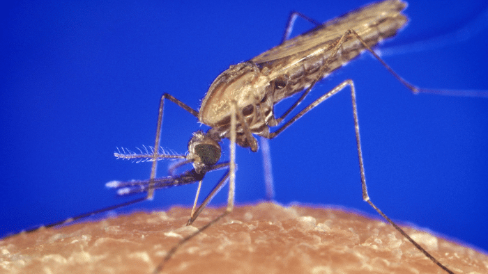 Anopheles gambiae. 
El mosquito, el animal más mortífero