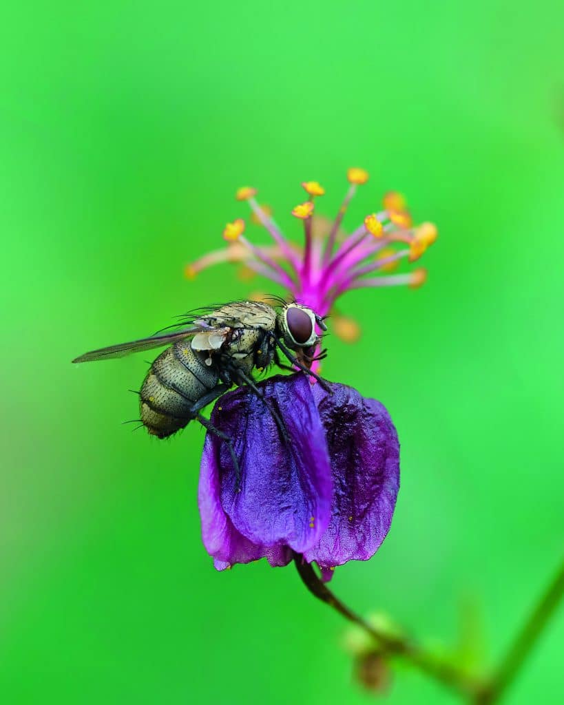 Susurros del Bosque: Un viaje visual por la biodiversidad del Ecuador