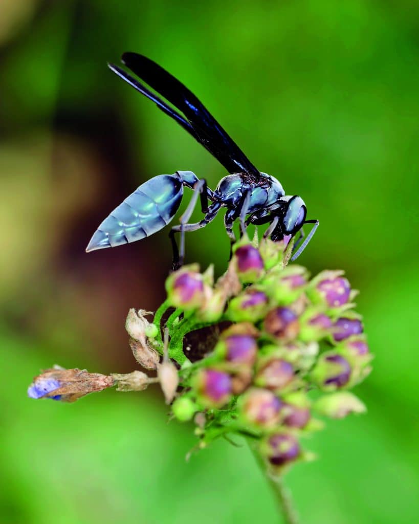 Susurros del Bosque: Un viaje visual por la biodiversidad del Ecuador