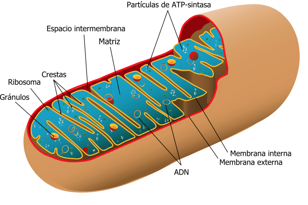 USFQ de Quito en la vanguardia de la transferencia de mitocondria