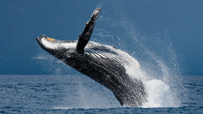 Canciones de ballenas jorobadas siguen patrones como el lenguaje humano