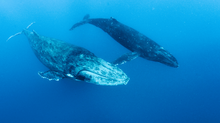 Canciones de ballenas jorobadas siguen patrones como el lenguaje humano