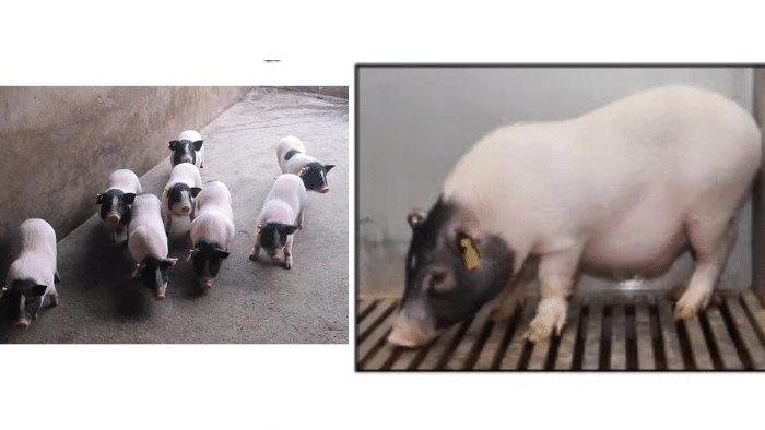 China logra primer trasplante de hígado porcino a humano: Hito médico