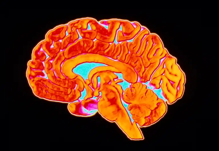 Descubren cómo varían las mitocondrias en el cerebro: MitoBrainMap nueva vía en neurociencia