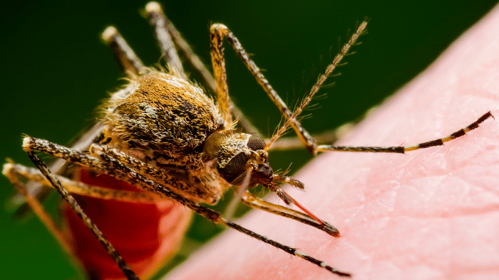OPS alerta aumento de fiebre amarilla en 2025: cifras superan todo 2024