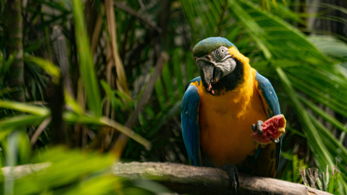 comercio de fauna silvestre