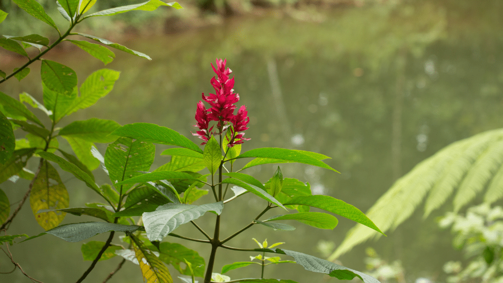 Plantas con flores en peligro de extinción