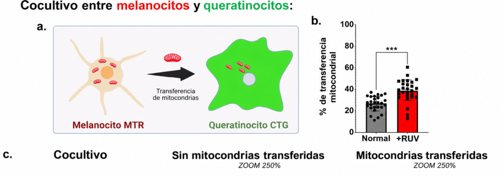 Representación del intercambio de mitocondrias entre melanocitos y queratinocitos, dos tipos de células de la piel. El gráfico muestra un aumento de la transferencia mitocondrial tras la exposición a radiación ultravioleta. Fuente: Journal of Translational Medicine (2026). Imagen adaptada al español.