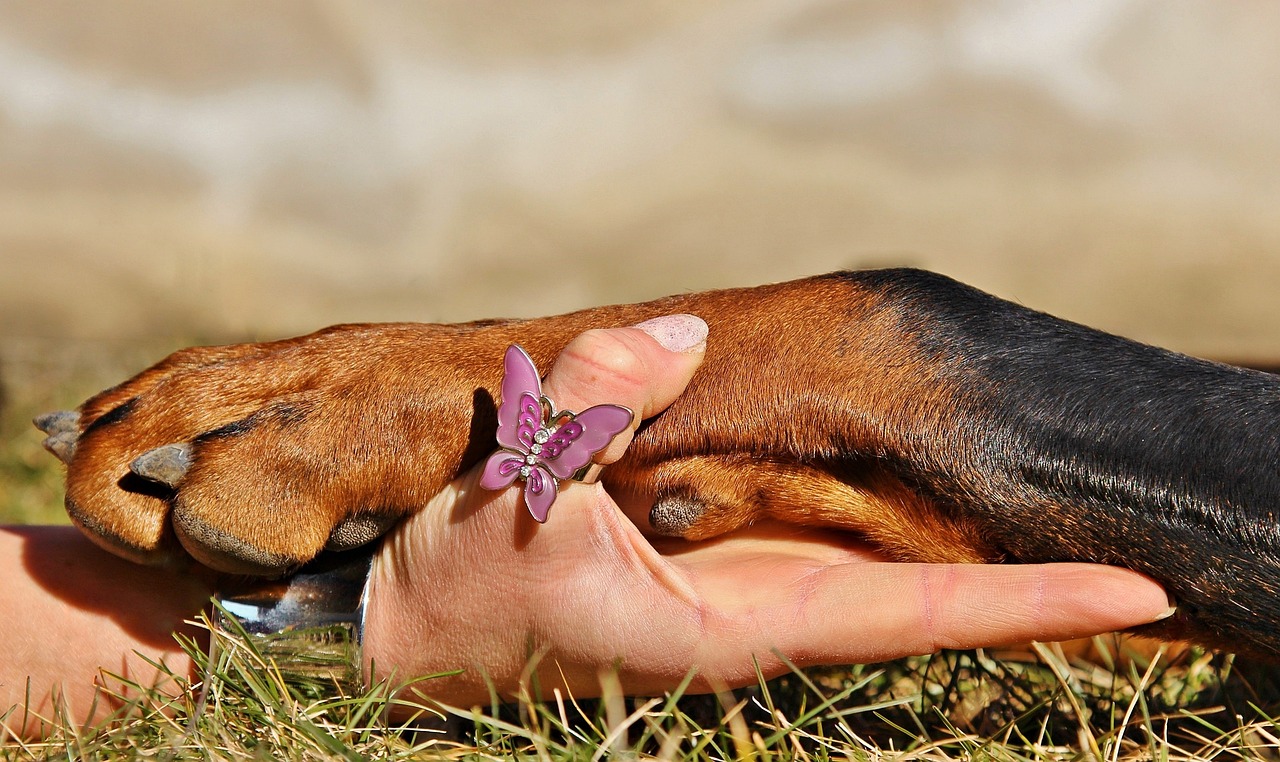 paw-dog-g0f11fa28a_1280