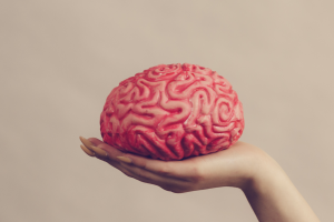 desarrollo de organoides cerebrales a partir de tejido cerebral fetal humano