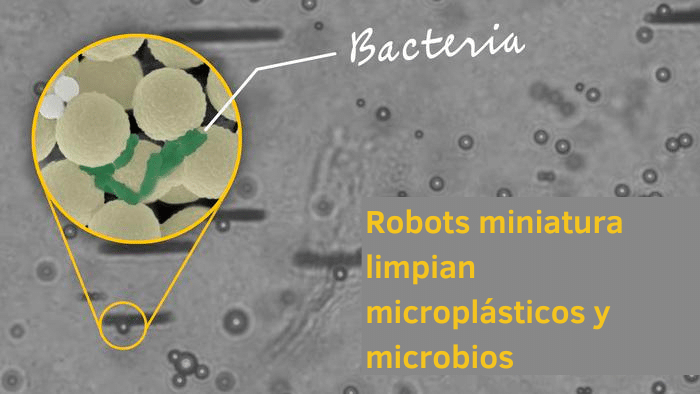microrobots controlados magnéticamente que pueden capturar bacterias y microplásticos