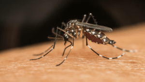 El mosquito, el animal más mortífero que detecta el infrarrojo del calor corporal para localizar a los humanos