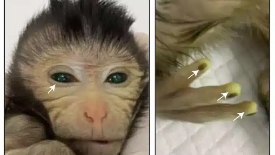 El equipo usó una proteína verde fluorescente para marcar los tejidos que contienen células madre inyectadas. En estas imágenes se pueden ver las señales fluorescentes en diferentes partes del cuerpo del mono quimérico con tres días de vida. Autor: Cell / Cao et al.
