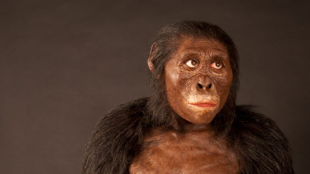 El descubrimiento de Lucy en 1974 transformó la paleoantropología. A 50 años, su posición en el árbol genealógico humano es cuestionada por nuevos hallazgos