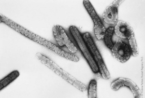 Primer brote del virus de Marburgo en Ruanda: 41 casos confirmados y apoyo de la OMS.