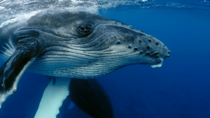 Canciones de ballenas jorobadas siguen patrones como el lenguaje humano