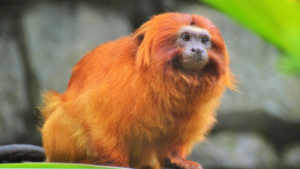 comercio de fauna silvestre