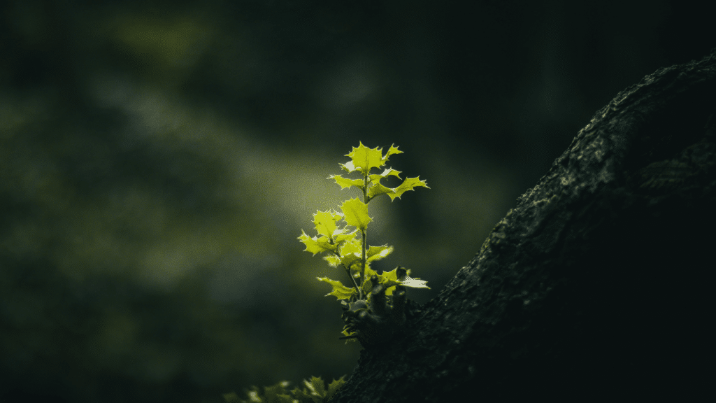 Plantas con flores en peligro de extinción