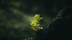 Plantas con flores en peligro de extinción